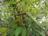 Anodendron parviflorum (Roxb.) I.M.Turner